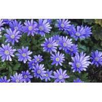 Anemone blanda