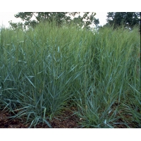 Panicum virgatum'Prairy Sky'