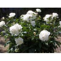 Paeonia officinalis'Alba Plena' 