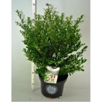 Ilex crenata'Dark Green' 