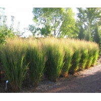 Panicum virgatum'Northwind'