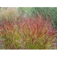 Panicum virgatum'Rehbraun'