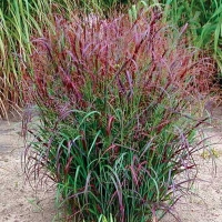 Panicum virgatum'Squaw'