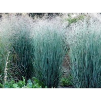 Panicum virgatum'Heavy Metal'