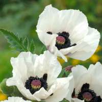Papaver orientale'Royal Wedding'
