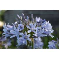Agapanthus'Paris' 