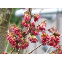 Parrotia persica 'Vanessa' 