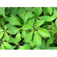 Parthenocissus quinquefolia'Engelmannii' 