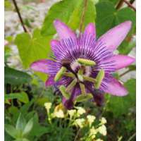Passiflora'Amethyst' 