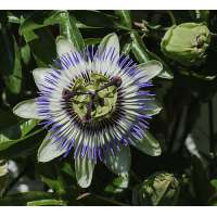 Passiflora caerulea 