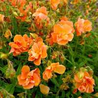 Helianthemum'Orange Double'