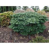 Abies koreana'Tundra' 