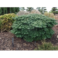 Abies koreana'Tundra' 