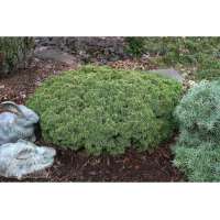 Picea abies'Thumbelina' 