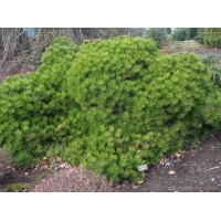 Pinus densiflora'Low Glow' 