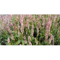 Persicaria amplexicaulis'Rosea' 