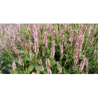Persicaria amplexicaulis'Rosea' 