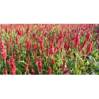 Persicaria amplexicaulis 'JS Delgado Macho'