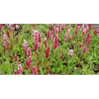 Persicaria affinis'Kabouter'