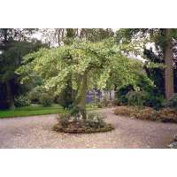 Ginkgo biloba'Pendula' 