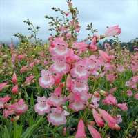 Penstemon'Apple Blossom'