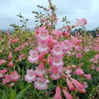Penstemon'Apple Blossom'