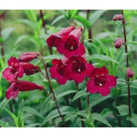 Penstemon'Rich Ruby'