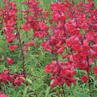 Penstemon'Schoenholzeri'