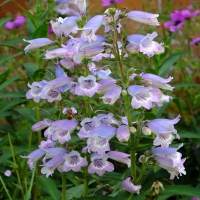 Penstemon'Sour Grapes'