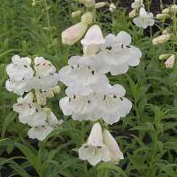 Penstemon'White Bedder'