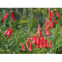 Penstemon barbatus'Coccineus'