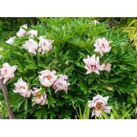 Paeonia'Cora Louise'