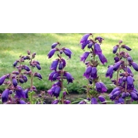 Penstemon'Purple Passion'