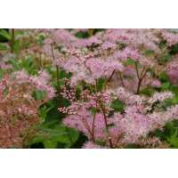 Filipendula palmata'Rosa Schleier'