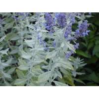 Perovskia atriplicifolia'Silvery Blue' 