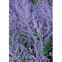 Perovskia atriplicifolia'Blue Spire' 