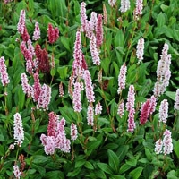 Persicaria affinis'Darjeeling Red'