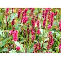 Persicaria amplexicaulis'JS Calor' 
