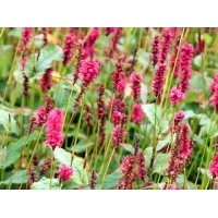 Persicaria amplexicaulis'JS Calor' 