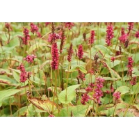 Persicaria amplexicaulis'Lisan'