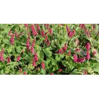 Persicaria amplexicaulis'Taurus' 