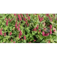 Persicaria amplexicaulis'Taurus' 