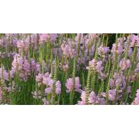 Physostegia virginiana'Bouquet Rose'