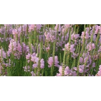 Physostegia virginiana'Bouquet Rose'