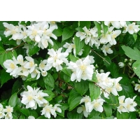 Philadelphus coronarius 