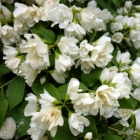 Philadelphus'Manteau d'Hermine' 