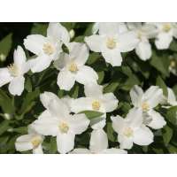 Philadelphus'Silberregen' 