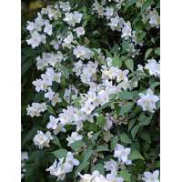 Phildelphus triflorus 