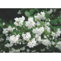 Philadelphus'Schneesturm' 