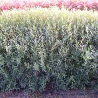 Phillyrea angustifolia 